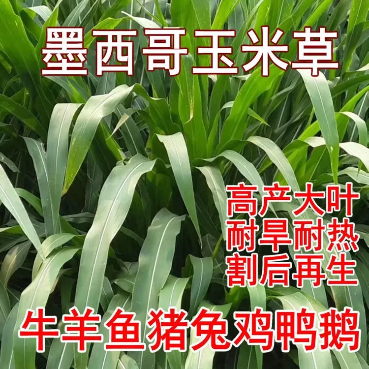 墨西哥玉米草种宽叶玉米草种籽养殖牛羊鱼猪鱼高产大叶畜牧草种子