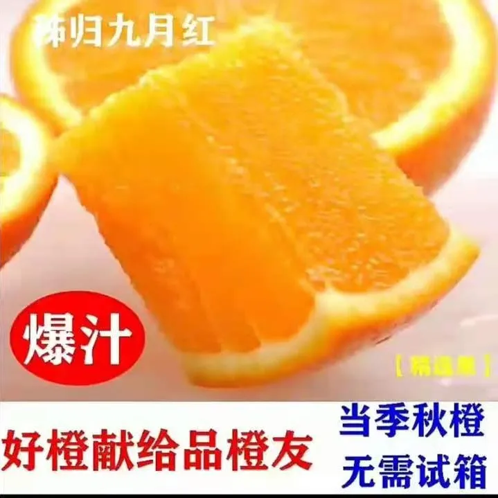 （黑吉辽新内宁西藏不发货）秭归精选九月红秋橙小孩孕妇放心橙5/10