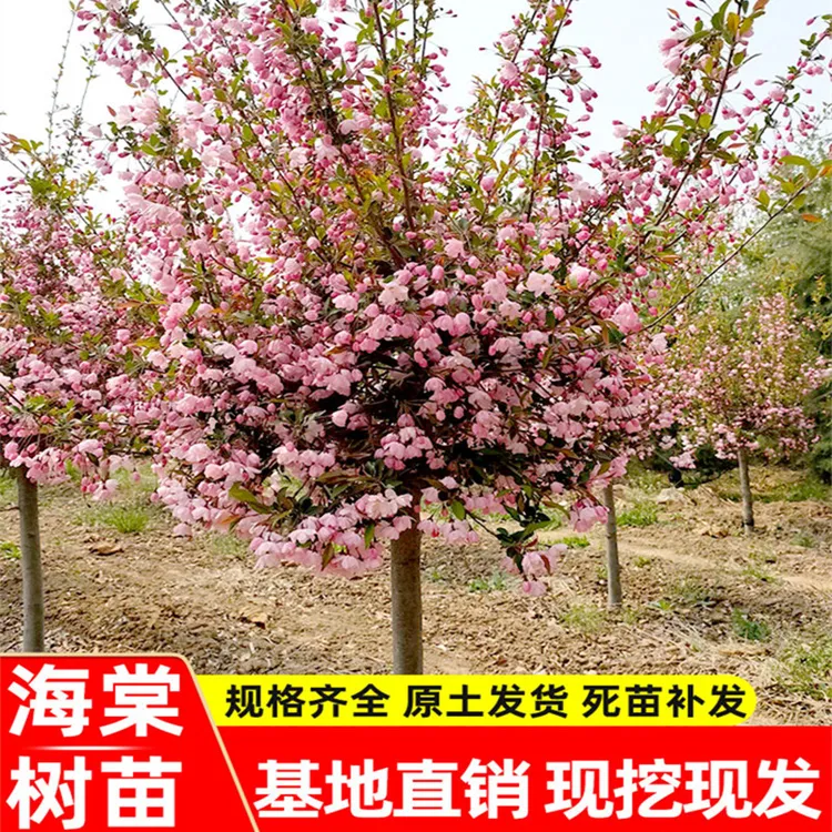 海棠树苗庭院地栽高杆西府海棠垂丝海棠花耐寒植物花北美海棠包邮