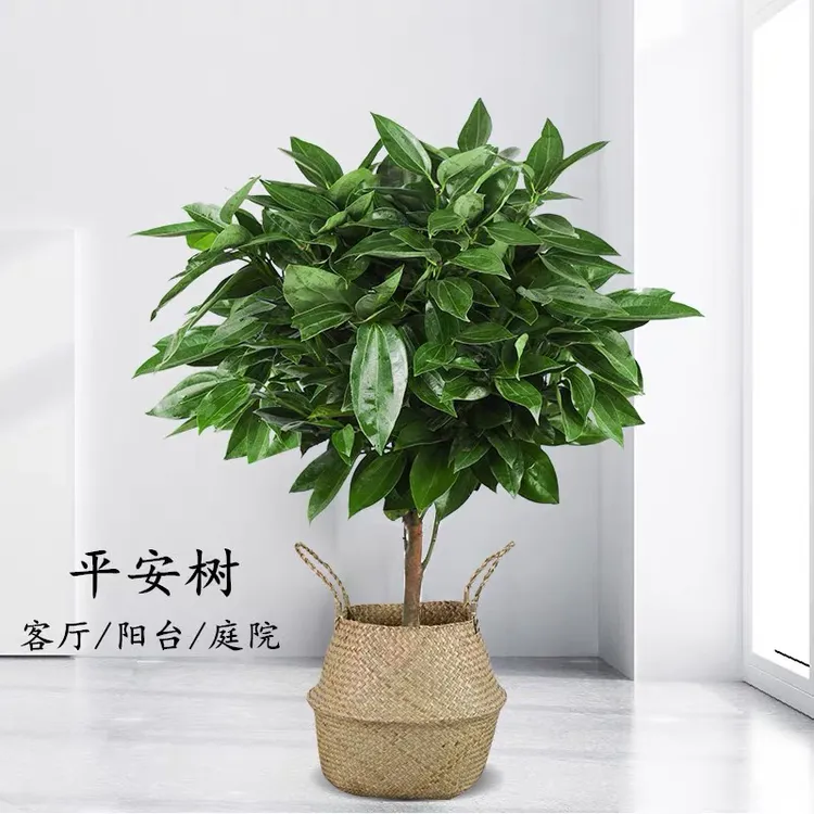 平安树客厅盆栽大型室内植物四季常青大颗绿植花卉盆景除尘吸甲醛