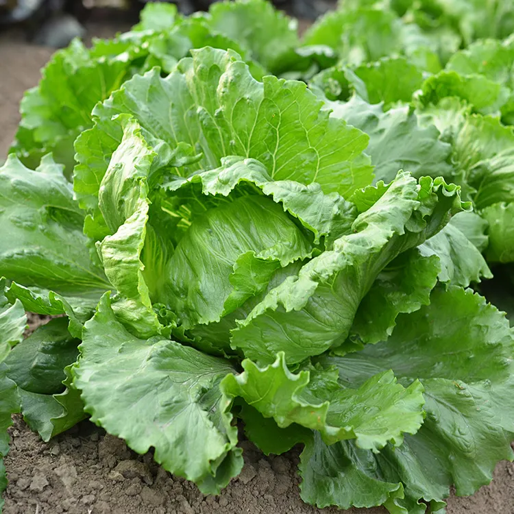 美农汇 生菜种子 紫叶生菜苗奶油生菜大速生菜苗