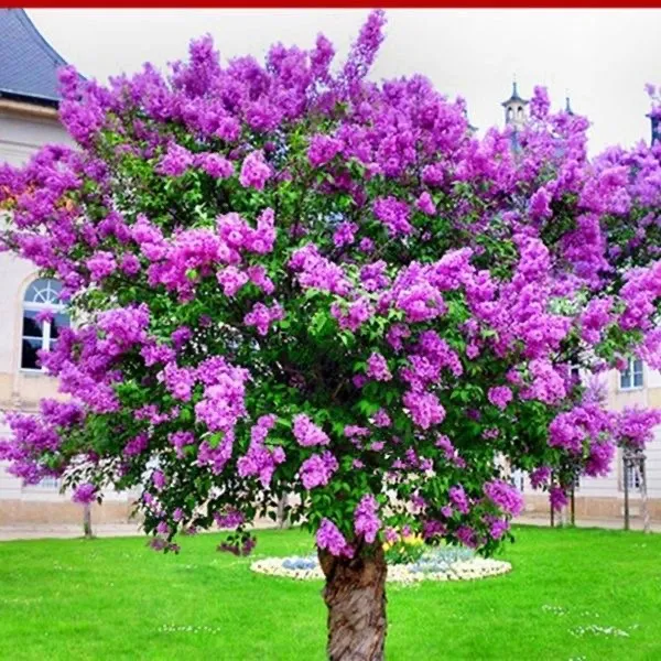 丁香花树苗浓香型四季丁香花苗盆栽地栽室内庭院南方北方开花植物