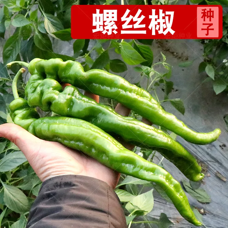 辣椒种子种子高产特大陇椒巨陇螺丝椒种籽四季阳台盆栽蔬菜种孑
