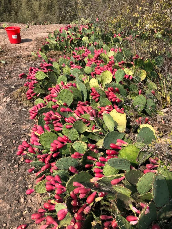 虎头团扇仙人掌，开花漂亮结果多耐寒耐旱当年种植第二年大量结果