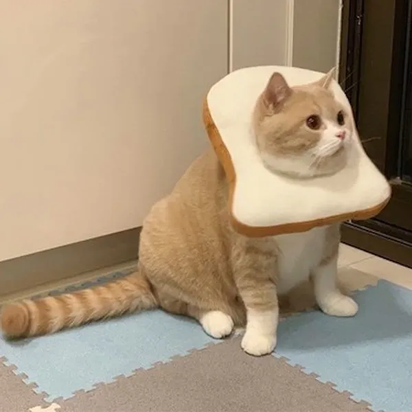 猫咪项圈吐司头套防舔伊丽莎白圈猫项圈猫咪头套宠物项圈脖套围脖