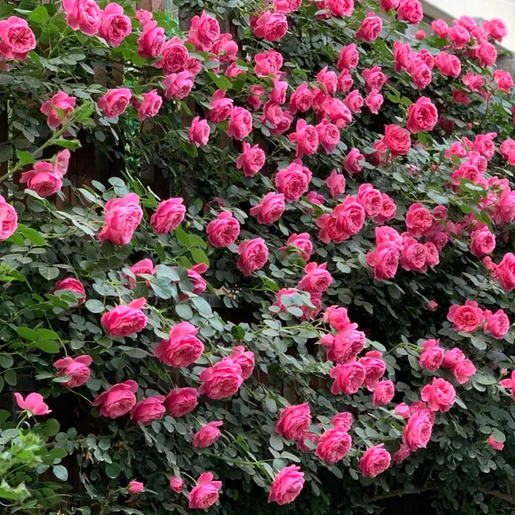 粉色达芬奇藤本月季阳台庭院丰花多季节开花盆栽地栽月季花卉花苗