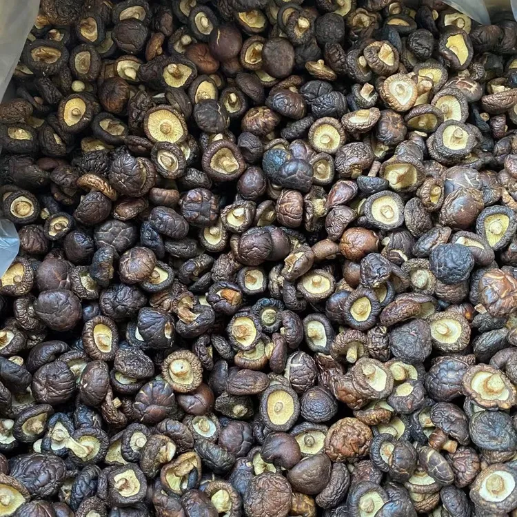 福建古田山野香菇攀到你惊250克