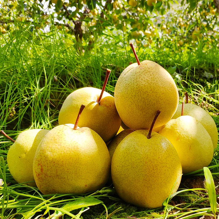 陕西山地酥梨净重5/8.5斤装现摘新鲜水果甜蜜多汁香甜口感酥脆