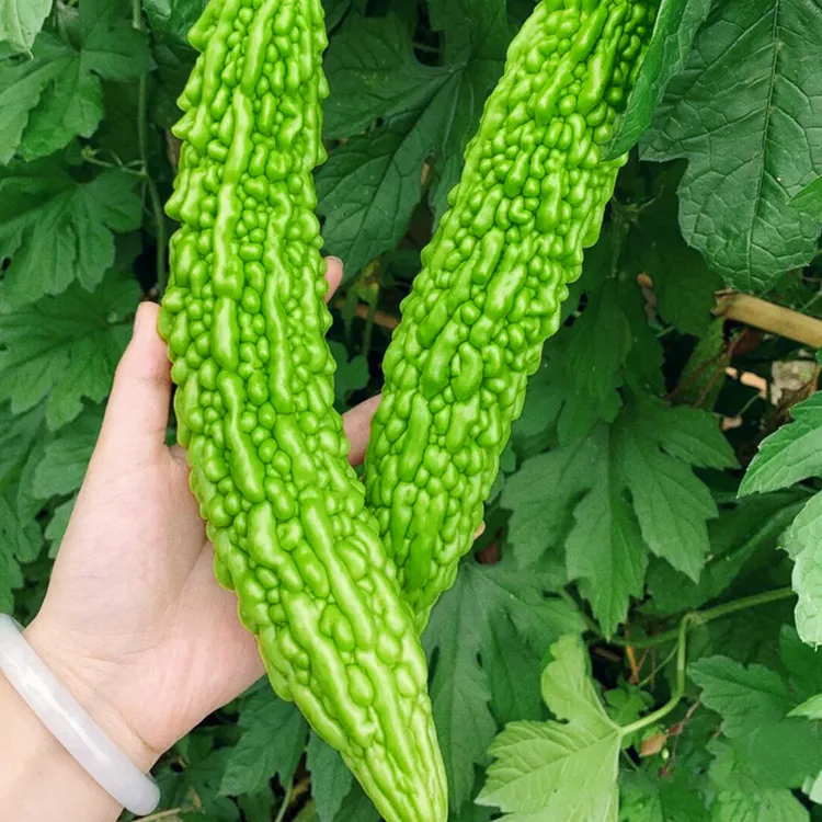大肉苦瓜种子绿苦瓜种籽菜阳台耐热四季春季盆栽蔬菜