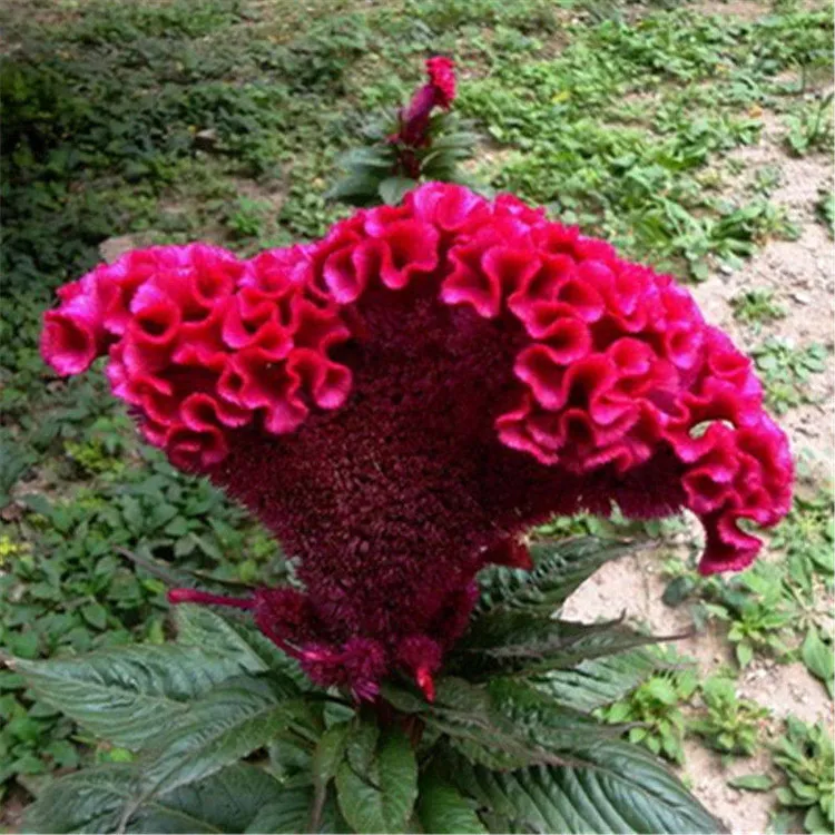 鸡冠花种子凤尾冠状鸡冠花庭院阳台花卉盆栽花籽春秋四季播易种