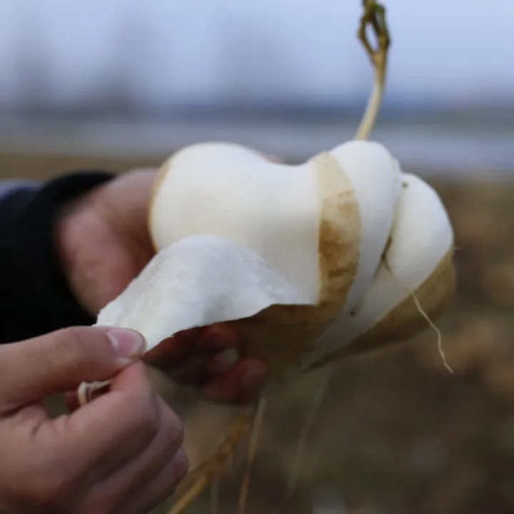 湖北江汉平原天门新鲜地瓜沙葛凉薯2500g/4500g