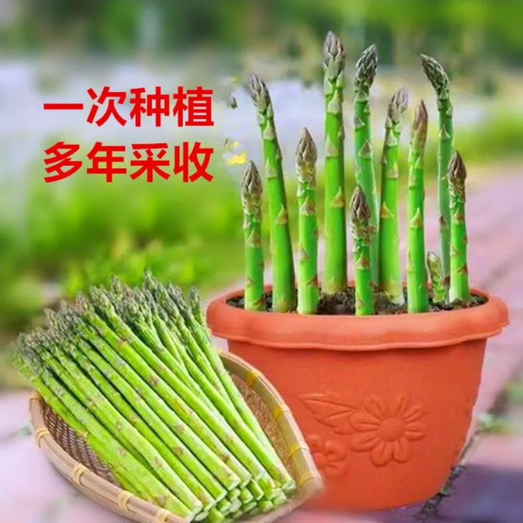 四季芦笋苗耐寒耐热 盆栽地栽均可当年采收蔬菜带土简单紫色根茎