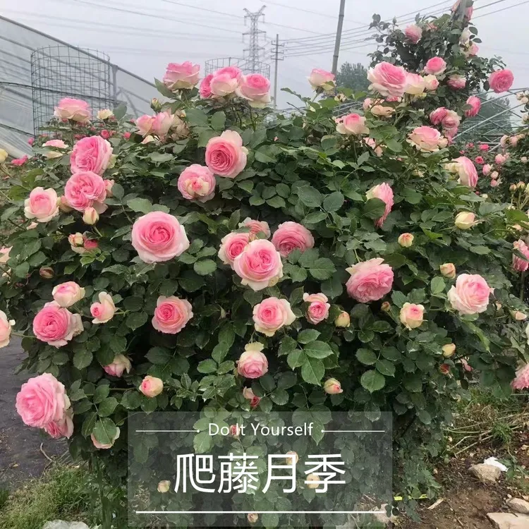 月季花苗特大花庭院浓香玫瑰花盆栽四季花卉蔷薇开花藤本植物爬藤