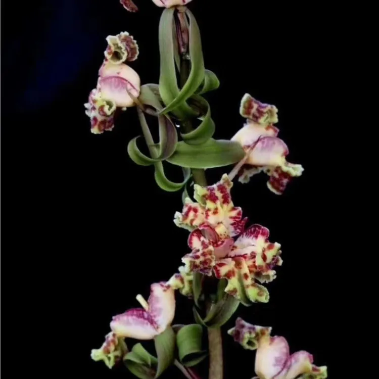 国兰蕙兰紫sa星三星蝶花香味纯正兰花盆栽绿植花卉