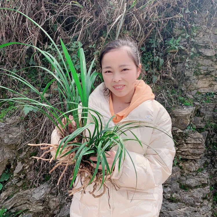 镇远大山里的阿艳家的盆景花卉、各种品种兰花，满60包邮。