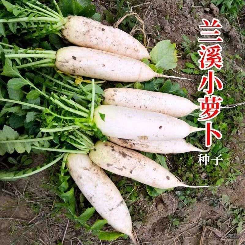 兰溪小萝卜种子种籽腌制泡菜专用小白萝卜拇指萝卜农家蔬菜孑籽种