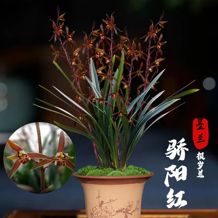 墨兰年宵花 骄阳红 现带花苞出售浓香好养兰花盆栽