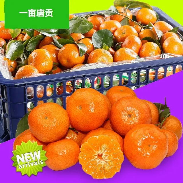 【一亩唐贡】南丰蜜广桔砂糖桔应季新鲜水果清甜包邮坏果包赔5斤装