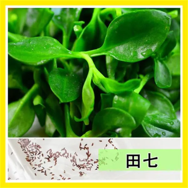 三七苗三七种苗盆栽菜苗可食用种植家庭新鲜蔬菜多年生阳台庭院