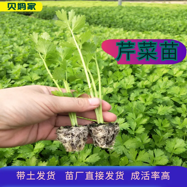 芹菜苗西芹小苗育苗工厂直发培育芹菜苗阳台盆栽蔬菜庭院蔬菜种苗