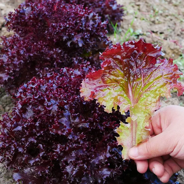 紫生菜种子种籽苗四季紫叶罗马秧菜苗奶油盆栽带根蔬菜幼苗孑紫叶