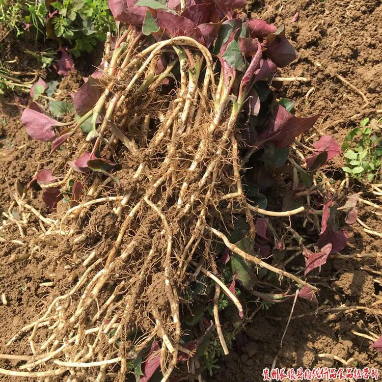 1斤-5.5斤现挖农家折耳根贵州新鲜鱼腥草凉拌折耳根节节根猫耳朵
