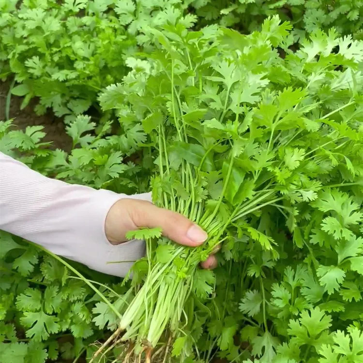 【直播】耐热香菜种子 耐热不易抽薹夏季种颜色油绿味道香