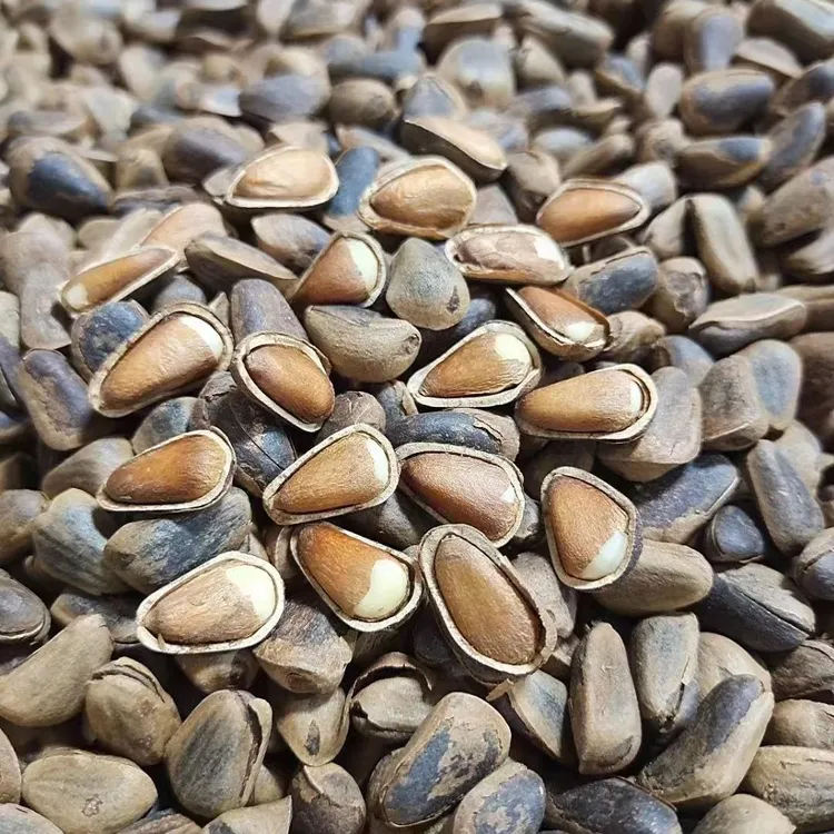 东北开口熟松子 500克