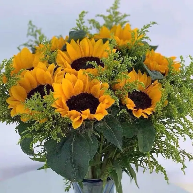 【教师节花束】向日葵单品+配草 云南昆明基地直发鲜花配草需要醒花