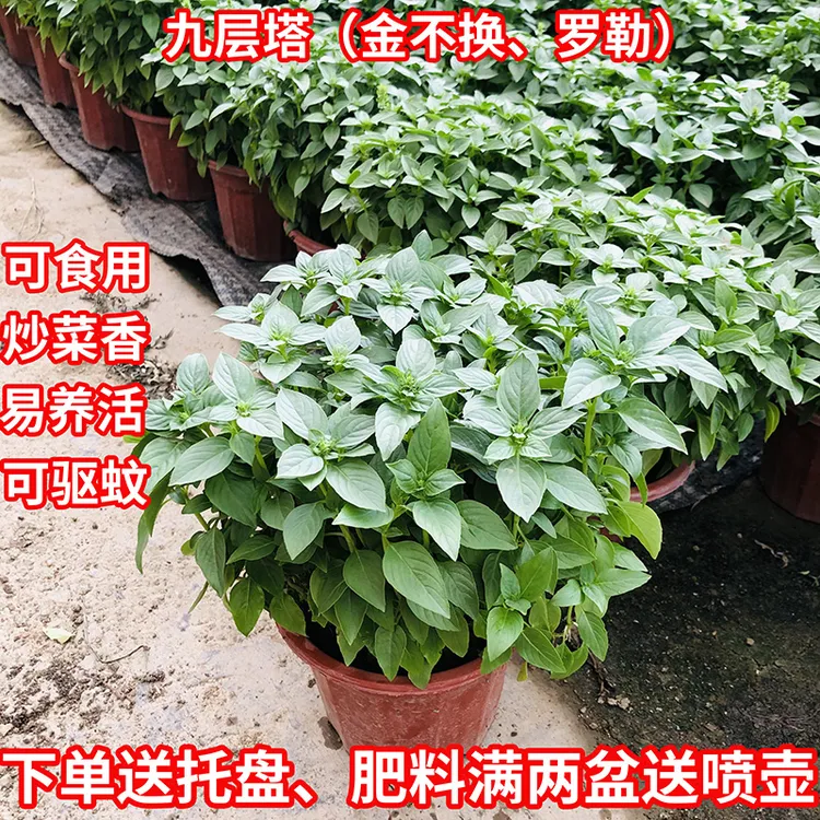 九层塔盆栽罗勒叶薄荷可食用香草香料驱蚊紫苏迷迭香辣椒苗植物