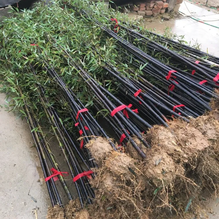紫竹苗墨竹黑竹庭院四季常青耐寒抗冻观赏地栽植物