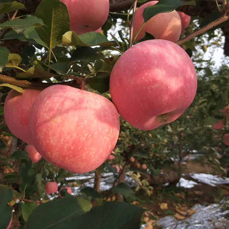【脆甜】新鲜正宗山东烟台栖霞红富士苹果水果多汁不打蜡4.5/10斤