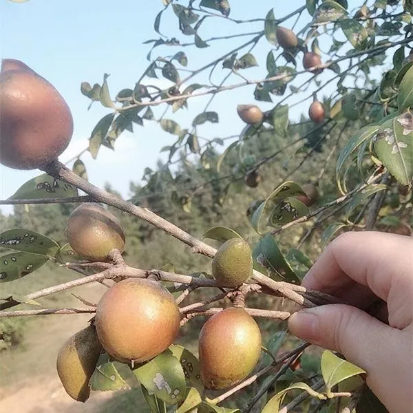 两年生高产油茶嫁接裸根油茶树苗100棵