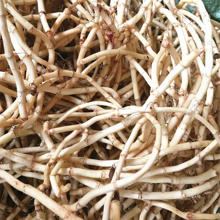四川新鲜带泥折耳根包邮