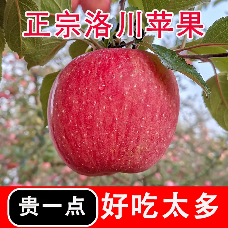 荣归果里陕西洛川红富士苹果新鲜脆甜多汁4.5斤产地直供整箱包邮