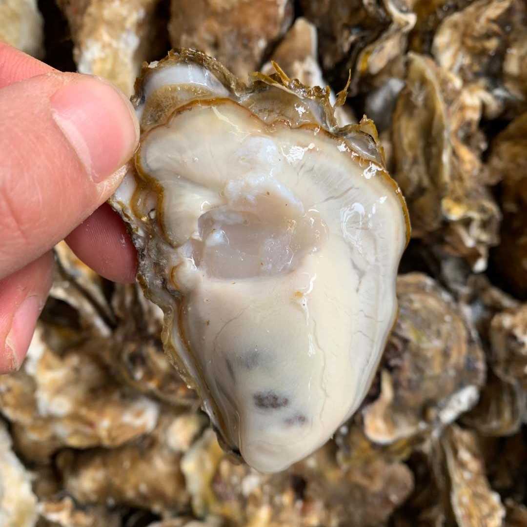 乳山三倍体生蚝 鲜活发货2-3两/只（中号）10斤约45海鲜新鲜