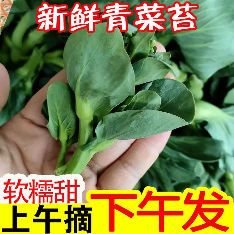 新鲜绿色蔬菜苏北菜苔现摘霜打嫩菜心青小油菜农家自种现摘5斤