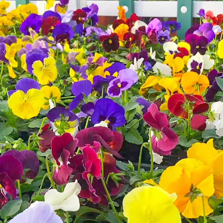 花种子三色堇大花蝴蝶花人面花猫儿脸波浪 阳台盆栽易种花卉种籽