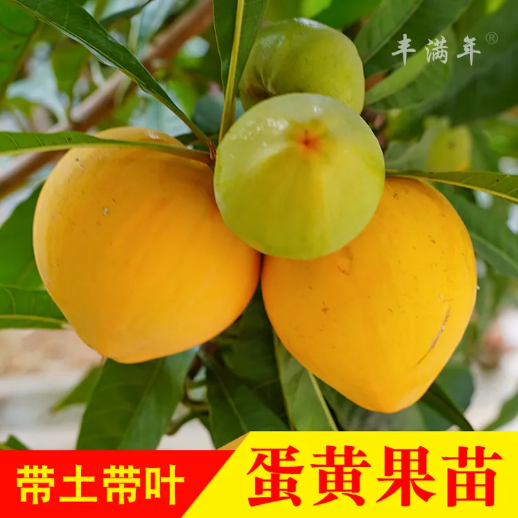 蛋黄果苗 狮头果 鸡蛋果仙桃一号果苗带土带叶可盆栽地载庭院种植