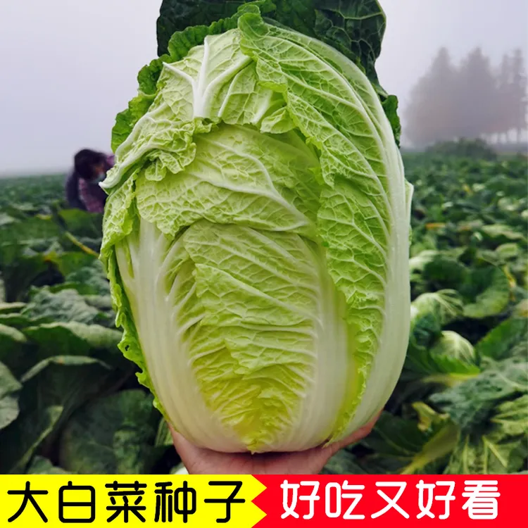 大白菜种籽叶多无筋早熟秋冬季蔬菜健康美味种子