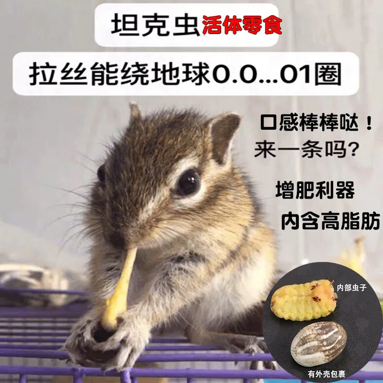 蜜袋鼯仓鼠零食坦克虫活高蛋白花枝鼠吃松鼠鹦鹉杨拉罐金丝熊增肥