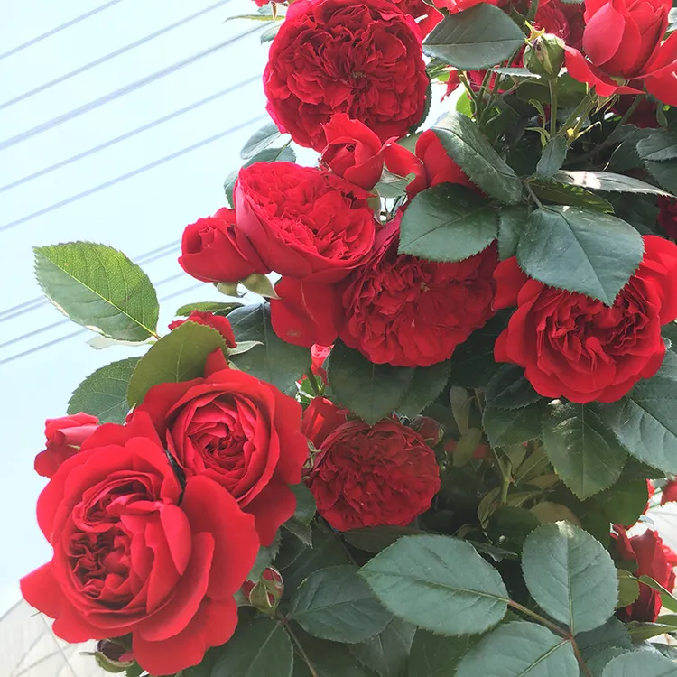 【佛罗伦蒂娜】藤本四季开花 庭院 围墙多花 1.6米左右高土球发货