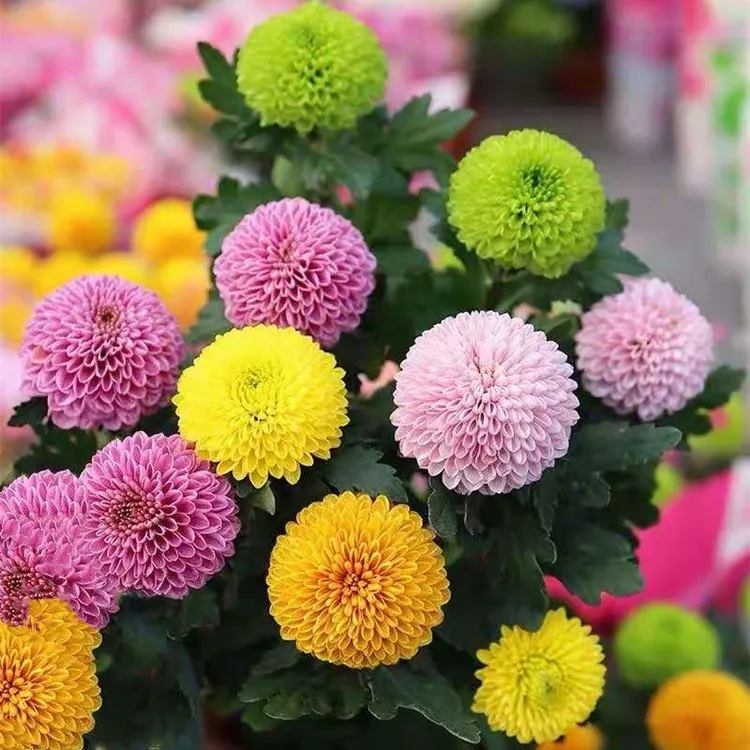乒乓菊花球菊四季开花易活花卉室内阳台七彩盆栽植物七色菊
