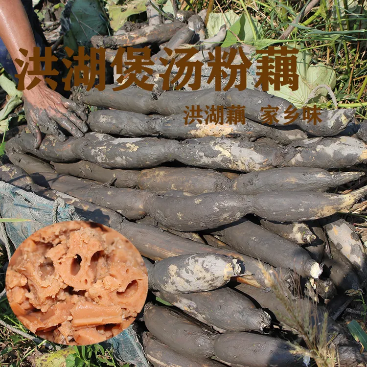 湖北洪湖莲藕煲汤粉藕糯米藕汤藕红藕10斤5斤3斤2斤包邮