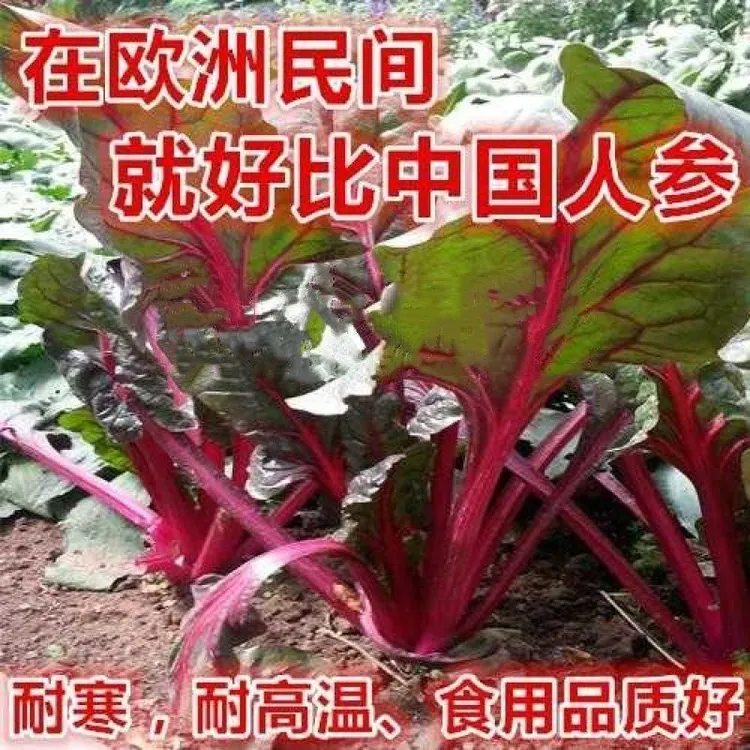红梗甜菜种子黄梗叶甜菜叶用黄红甜菜红梗菜种籽红叶甜菜苗子菜苗