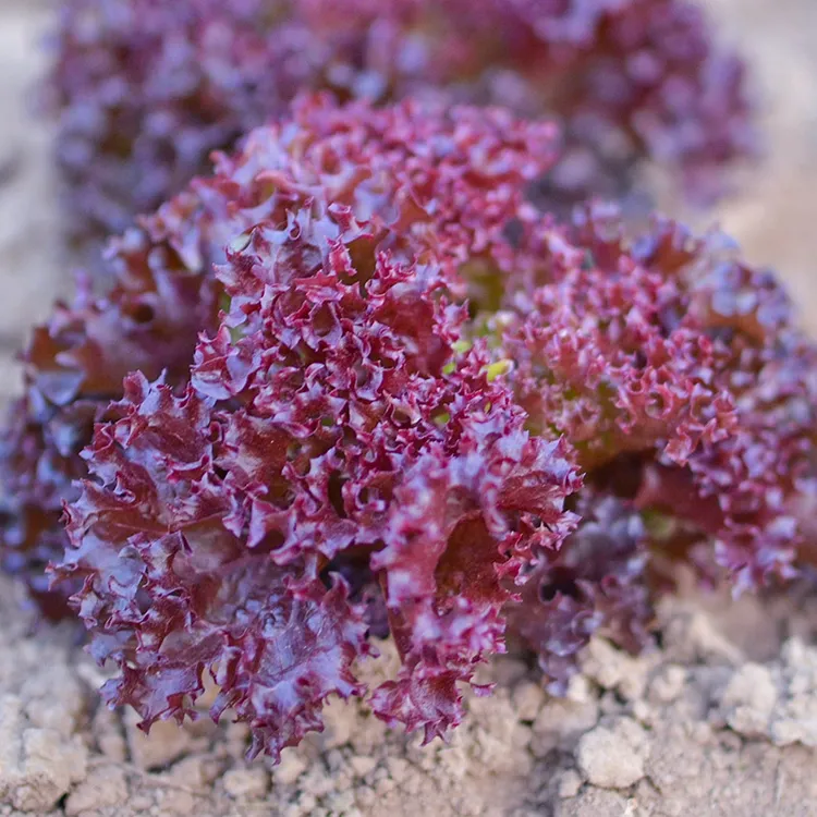 【店长推荐】紫罗莎紫叶生菜种子种籽孑四季罗马青菜南方盆栽