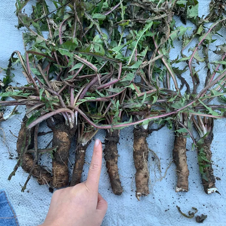 胖妞苇【自营】黑龙江浦公英根 婆婆丁根 250克