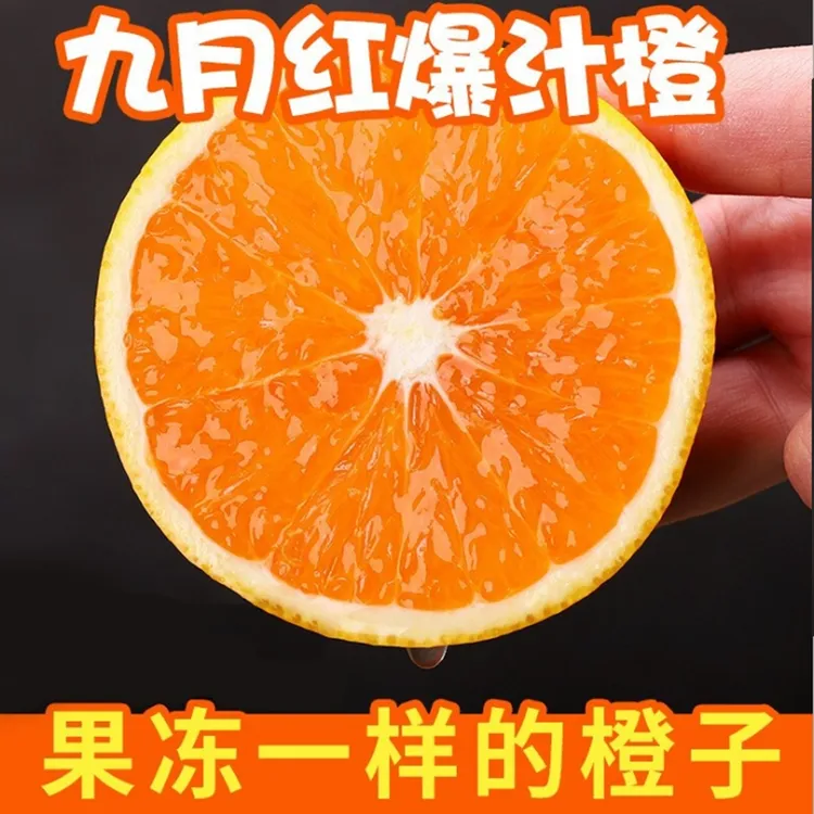 秭归脐橙九月红新鲜应季橙子10斤净重9斤包邮坏果包赔