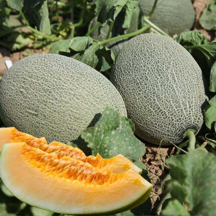 奶香哈密瓜种子超甜新疆哈蜜瓜种籽南北方蔬菜瓜果香甜瓜西瓜种孑