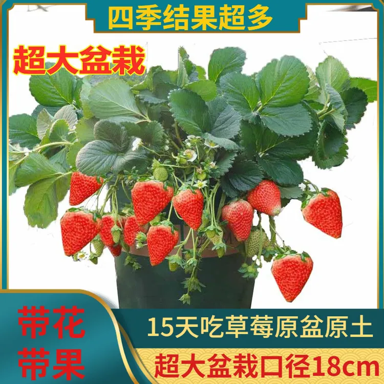 奶油草莓苗四季盆栽食用红颜越秀带土带盆大盆白草莓秧阳台种植苗